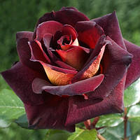 Декоративное растение Штамбовая роза Эдди Митчел