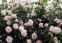 Декоративное растение Штамбовая роза Нью Даун