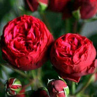 Декоративное растение Штамбовая роза Меджик Пиано