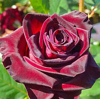 Декоративное растение Штамбовая роза Баккара