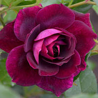Декоративное растение Штамбовая роза Бургунди (Burgundy)