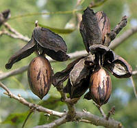 Плодовое дерево Орех Пекан Мохав (однолетний) / сеянец