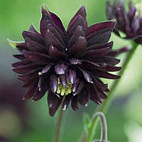 Декоративное растение Аквилегия Black Barlow