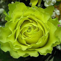 Декоративное растение Роза Зеленая планета