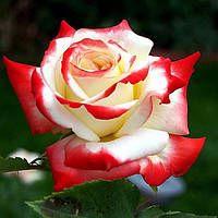 Декоративное растение Роза Императрица Фарах