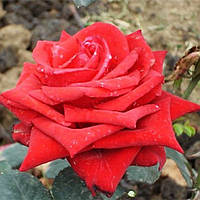 Декоративное растение Роза Кардинал