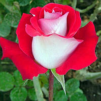 Декоративное растение Роза Латин Леди
