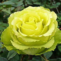Декоративное растение Роза Лимбо