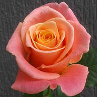 Декоративное растение Роза Мисс Пигги