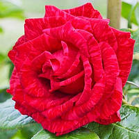 Декоративное растение Роза Ред Интуишн