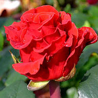 Декоративное растение Роза Эль Торо