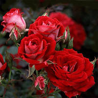 Декоративное растение Роза бордюрная Мейди