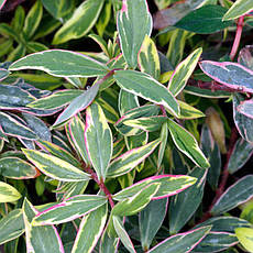 Звіробій мозера Tricolor 2 річний, Зверобой мозера Триколор, Hypericum moserianum Tricolor, фото 3