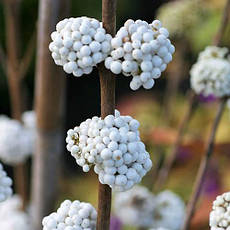 Красивоягідник бодін’єра Magical Snowqueen 2 річний, Callicarpa bodinieri, фото 3