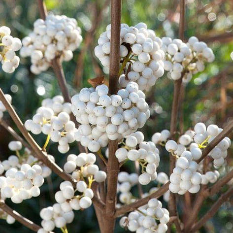 Красивоягідник бодін’єра Magical Snowqueen 2 річний, Callicarpa bodinieri, фото 1