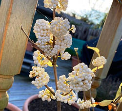Красивоягідник бодін’єра Magical Snowqueen 2 річний, Callicarpa bodinieri, фото 4