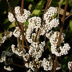 Красивоягідник бодін’єра Magical Snowqueen 2 річний, Callicarpa bodinieri, фото 6