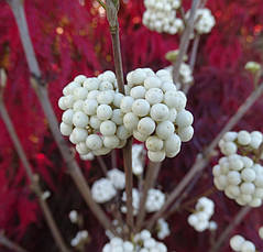Красивоягідник бодін’єра Magical Snowqueen 2 річний, Callicarpa bodinieri, фото 5