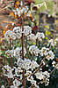 Красивоягідник бодін’єра Magical Snowqueen 2 річний, Callicarpa bodinieri, фото 8