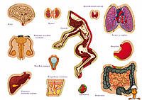 Настольная обучающая игра с многоразовыми наклейками "тело человека", на рус. языке, детская, от 6 лет