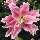 Лілія Махрова Roselily Juana 13/15, фото 4