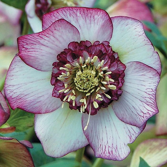 Морозник Anemone picotee red (Анемона червона плямиста)