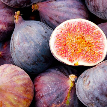 Саджанці інжиру Сан-Педро - (3 річний) ремонтантний, самоплідний, солодкий