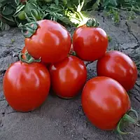 КС 215 F1 / KS 215 F1 1000 семян Томат Детерминантный, Kitano Seeds