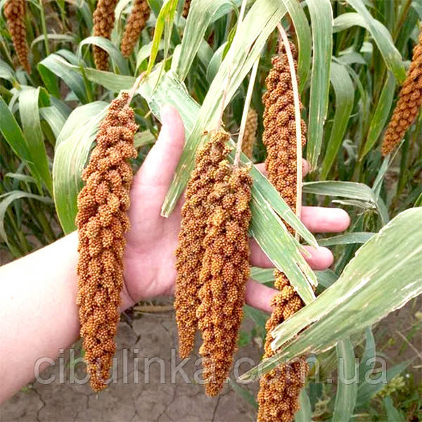 Насіння Чумиза червона (на корм для птахів) 10 г (zip-пакет), фото 1