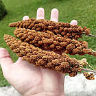 Насіння Чумиза червона (на корм для птахів) 10 г (zip-пакет), фото 2