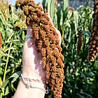 Насіння Чумиза червона (на корм для птахів) 10 г (zip-пакет), фото 3