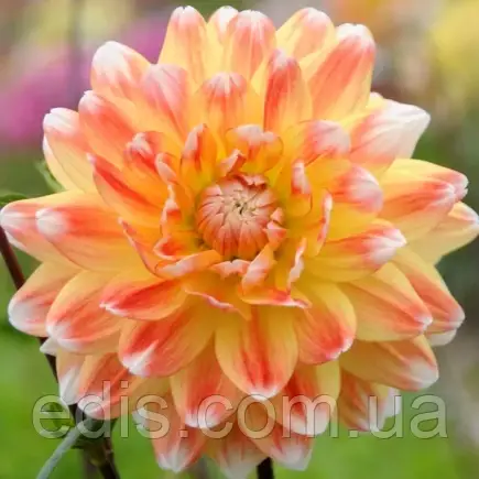 Жоржина високоросла Peaches and Cream, фото 1
