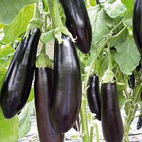 ТМ КОУЕЛ Баклажан Теті F1 10шт