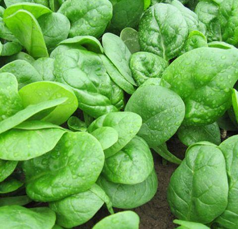 Насіння шпинату Ель Форте (ДАТА до 08.26р)  20г ТМ КОУЕЛ