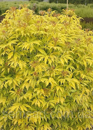 Бузина червона Плюмоза Ауреа \ Sambucus racemosa 'Plumosa Aurea ( саджанці 2 роки) НОВИНКА, фото 2