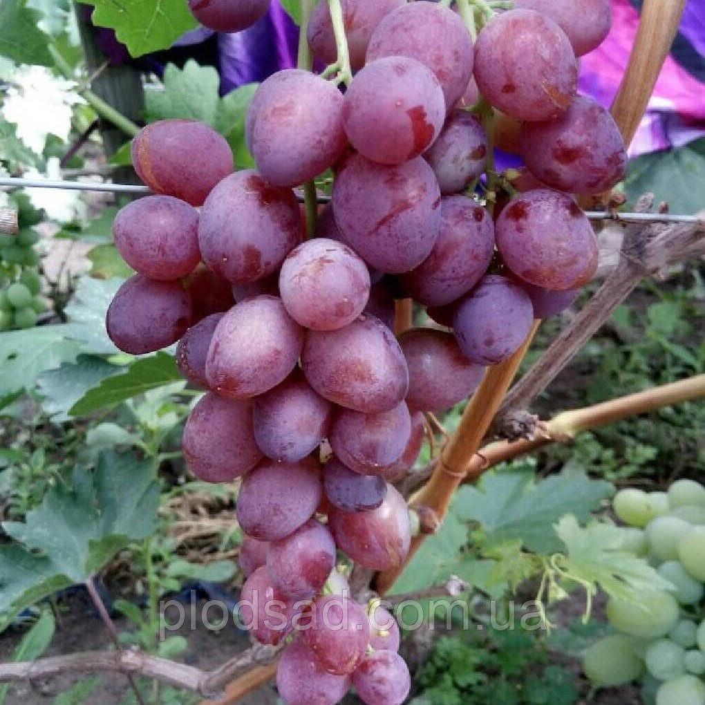 Виноград Здивування