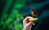 Тропічна ферма «Планета метеликів» на ВДНГ, фото 5