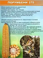 Насіння кукурудзи Порумбінь ФАО 330 (Молдова)