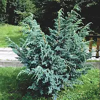 Ялівець лускатий Мейєрі / Juniperus squamata Meyeri