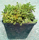 Очиток скальний, фото 3