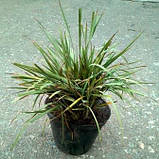 Сисюринхіум, фото 3