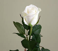 Біла троянда сорт Акіто