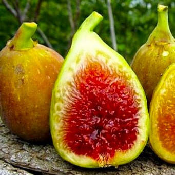 Саджанці інжиру Кадота (Kadota) — самоплідний, ремонтантний, швидкоплідний (3-річний)