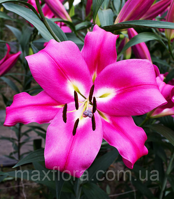 Лілія Robina 14/16, фото 1