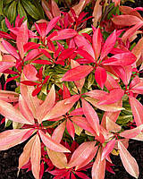 Пиерис японский Форест Флэйм \ Pieris japonica Forest Flame ( саженцы 2 года )