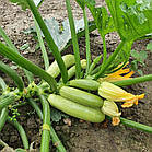 Кабачок Арал F1 Японія 5 шт (30 днів), фото 6