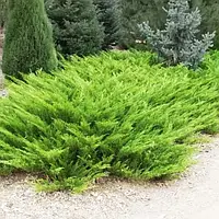 Ялівець козацький Аркадія / Juniperus sabina Arcadia