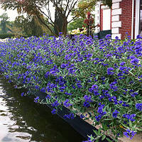 Каріоптеріс Кладонський / Caryopteris clandonensis