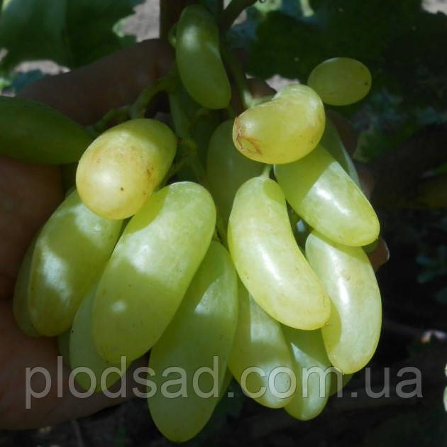 Виноград Білий клик