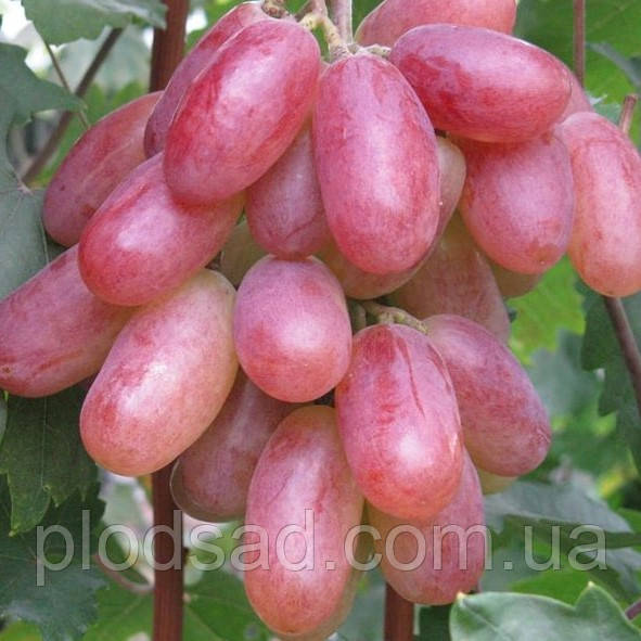 Виноград Тарантіно